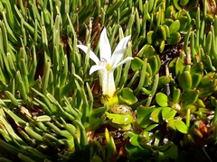 Lobelia angulata