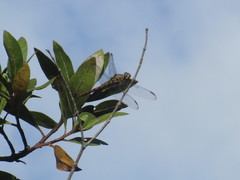 Orthemis