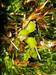 Lobelia angulata
