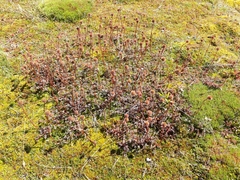 Acaena saccaticupula