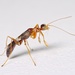 Pincer Wasps - Photo (c) Pierre Bornand, some rights reserved (CC BY-NC)