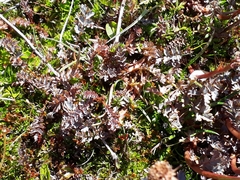 Acaena saccaticupula