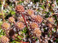 Acaena saccaticupula