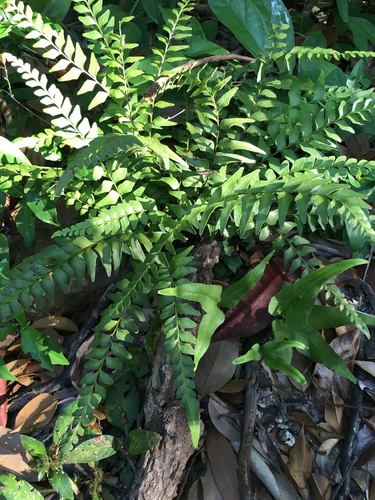 Lindsaea heterophylla iNat (3)