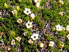 Dracophyllum muscoides