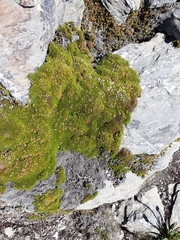 Dracophyllum muscoides