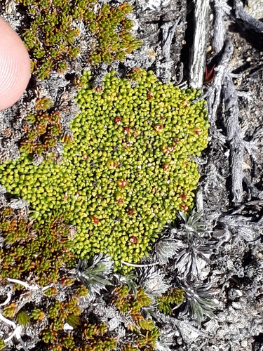 Phyllachne rubra (Phyllachne rubra)