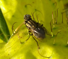 Oxysarcodexia varia