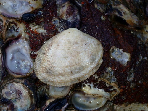 Venerupis aspera observed 2023-08-01