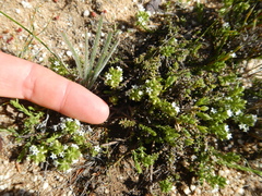 Thesium karooicum