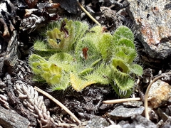 Myosotis brevis