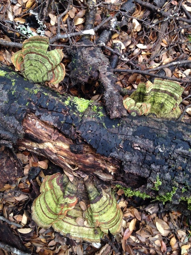 Thelephora versicolor image