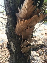 Drynaria quercifolia