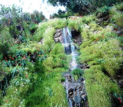 Gladiolus cardinalis