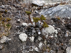 Anisotome lanuginosa