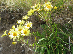 Dolichoglottis lyallii × scorzoneroides