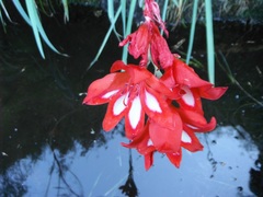 Gladiolus cardinalis