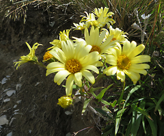 Dolichoglottis lyallii × scorzoneroides
