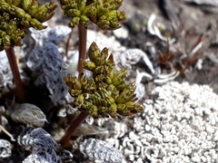 Anisotome lanuginosa