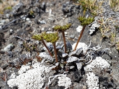 Anisotome lanuginosa