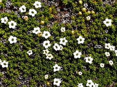 Dracophyllum muscoides