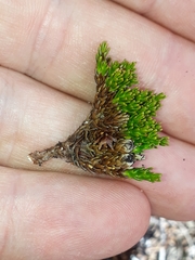 Dracophyllum muscoides