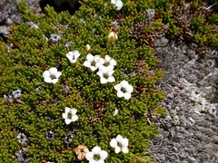 Dracophyllum muscoides