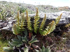 Polystichum cystostegium