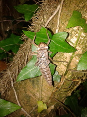 Cordulegaster boltonii