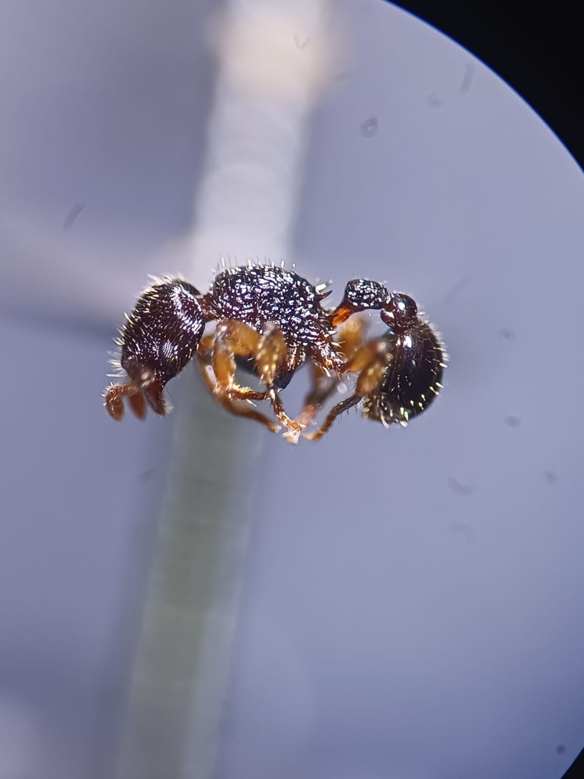 Hylomyrma balzani