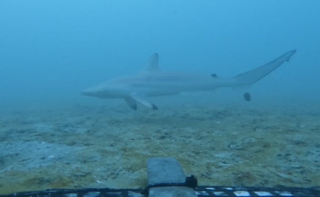 Spottail Shark