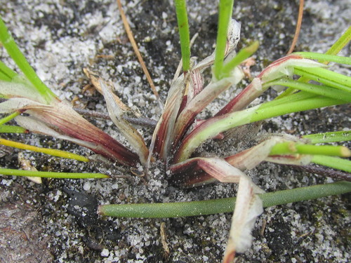 Image of Schoenus auritus by (c) douglaseustonbrown, some rights reserved (CC BY-SA)