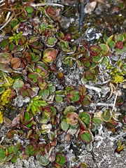 Gaultheria nubicola