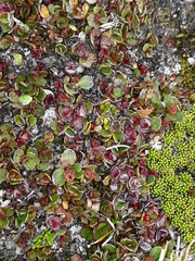 Gaultheria nubicola
