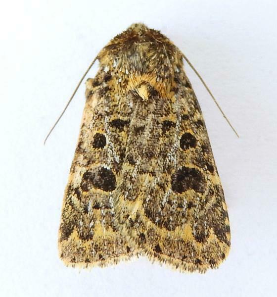 Synorthodes auriginea