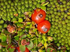 Coprosma perpusilla perpusilla