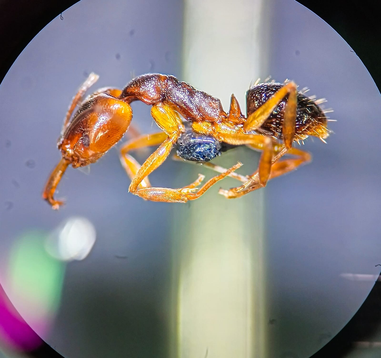 Anochetus neglectus
