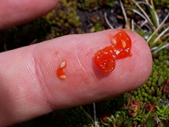 Coprosma perpusilla perpusilla