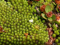 Kelleria childii