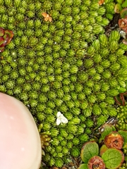 Kelleria childii