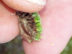 Kelleria childii
