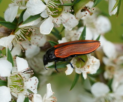 Castiarina rufipennis