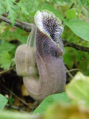 Aristolochia cretica