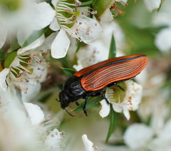 Castiarina rufipennis