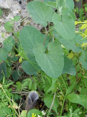 Aristolochia cretica