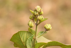 Clerodendrum infortunatum