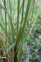 Chionochloa