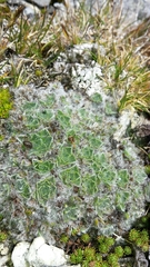 Myosotis pulvinaris