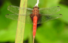 Orthetrum testaceum soembanum
