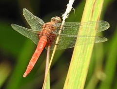 Orthetrum testaceum soembanum